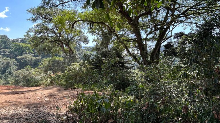 Coffee forest landscape