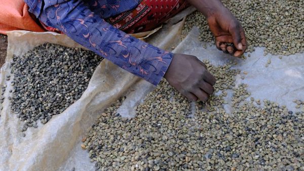 Hands picking coffee cherries
