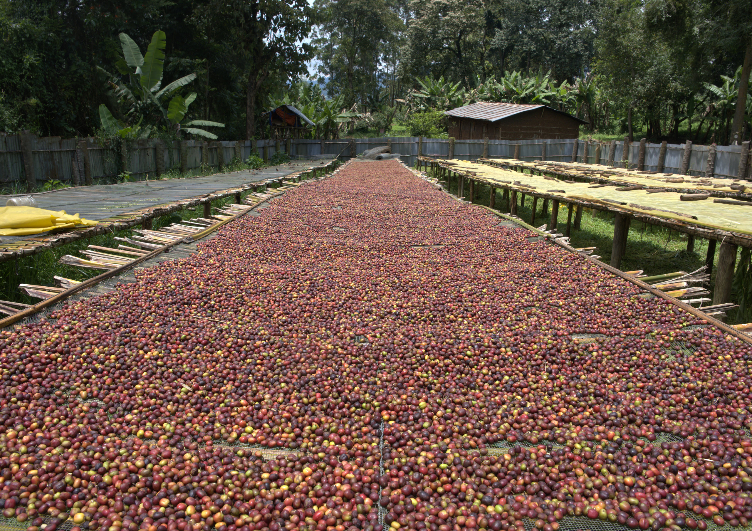 Coffee cherries drying on raised beds that run towards the trees