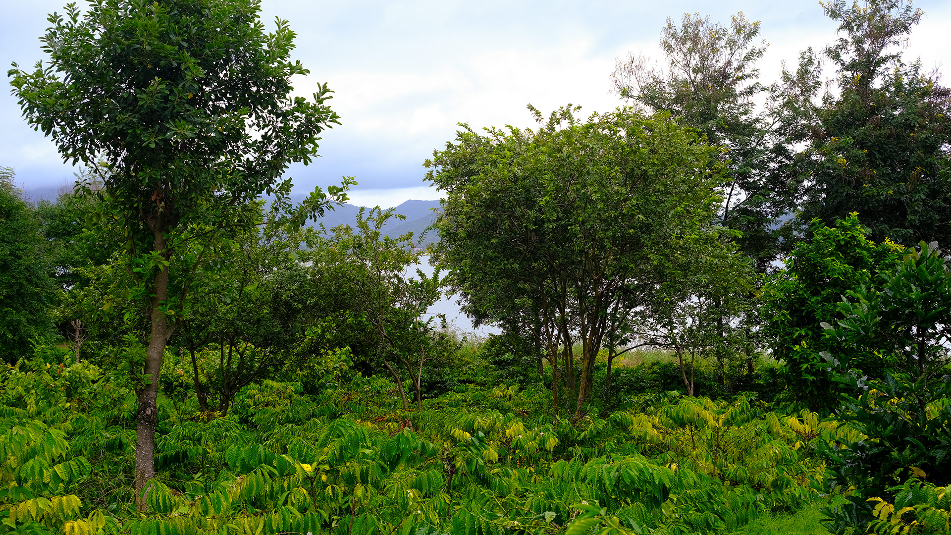 Shade-grown coffee plants on Linh's farm in Vietnam's Central Highlands with mountains visible through morning clouds