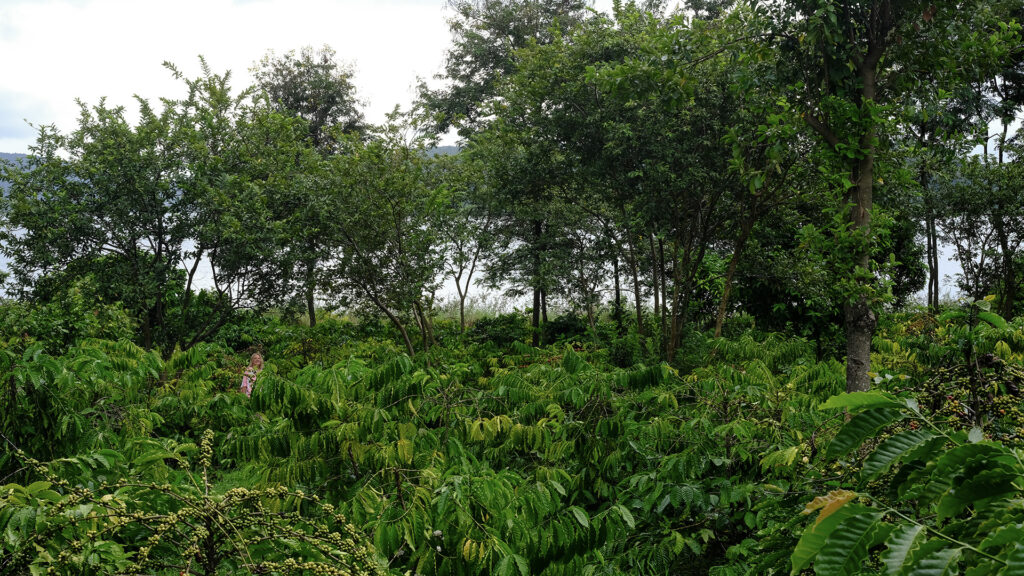 Vietnam coffee highlands