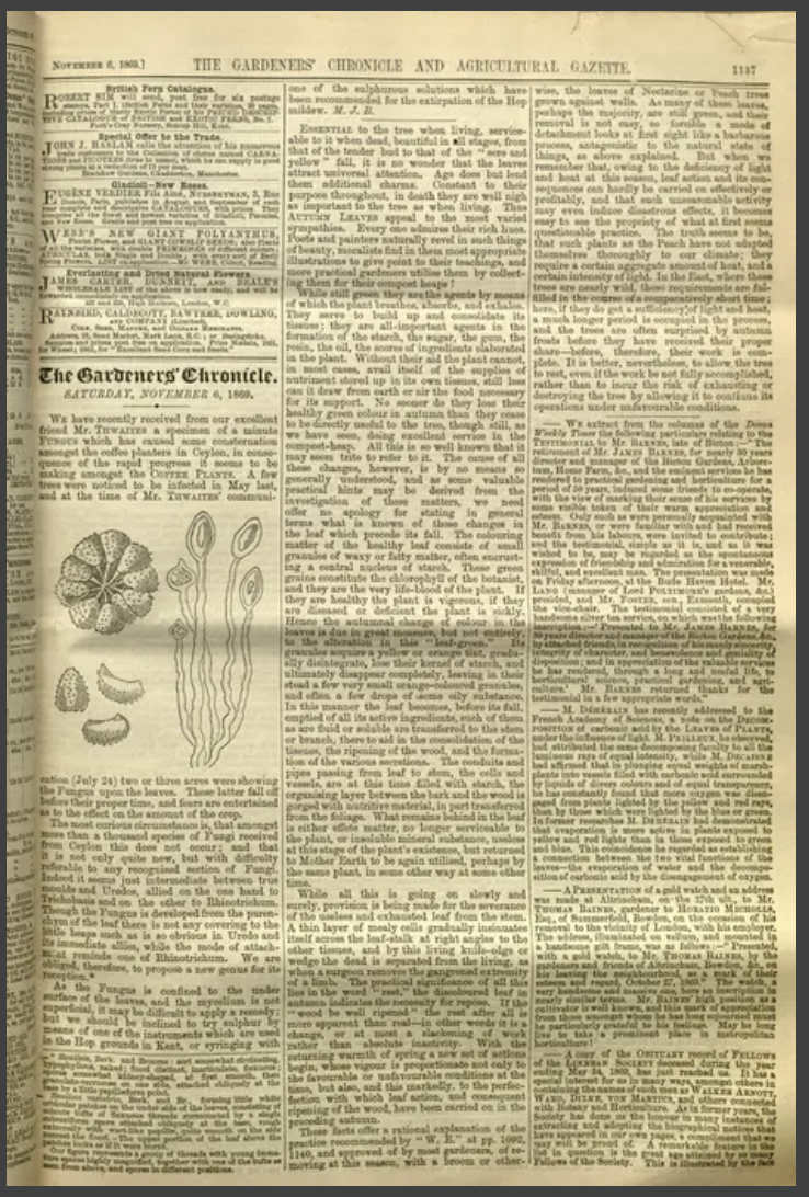 A detail from an 1869 newspaper page: an engraved figure of Hemileia vastatrix, a group of magnified spore-bearing threads with immature spores, one tuft seen from above, and separate spores drawn in different positions.