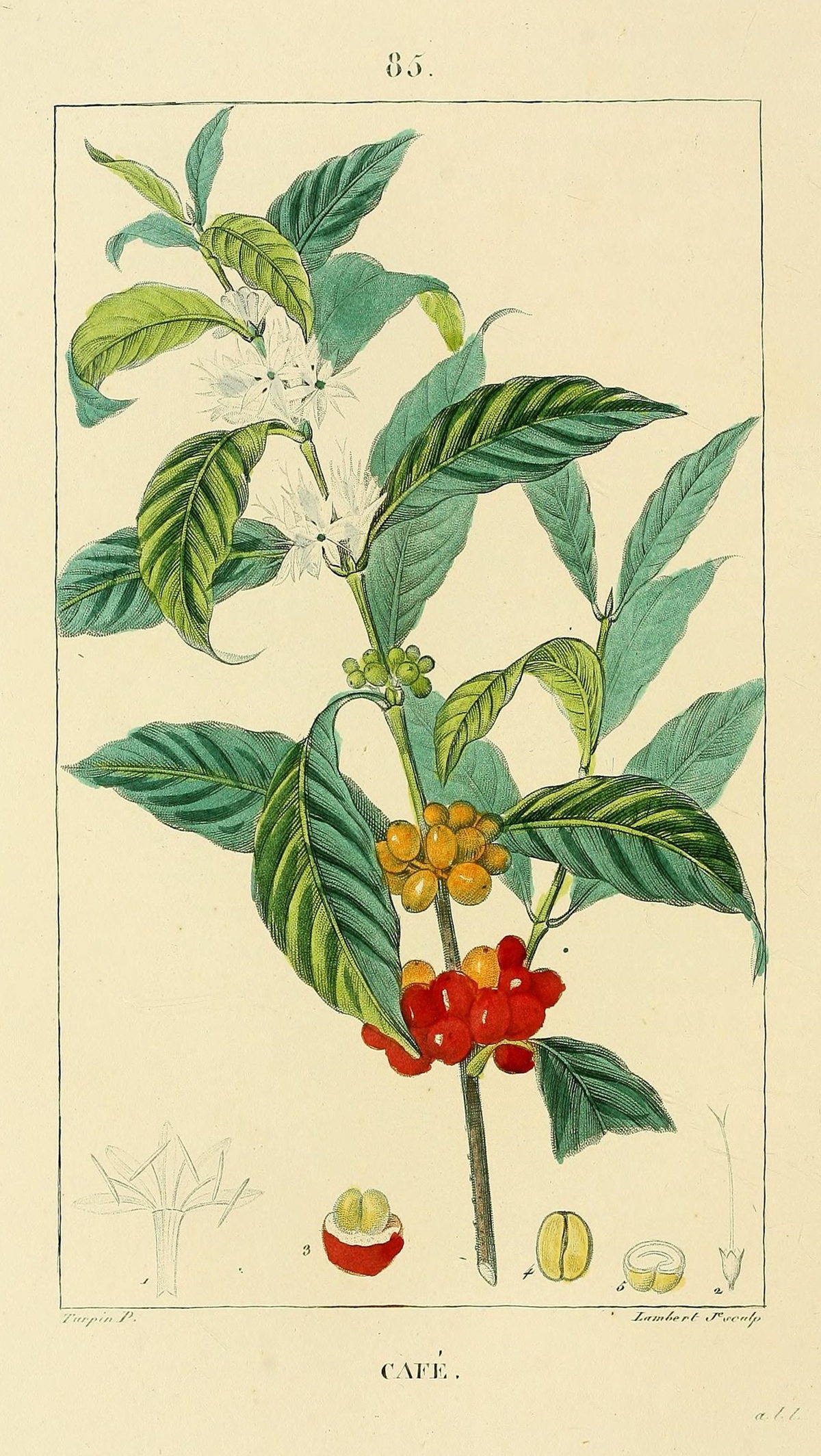 A coloured botanical engraving titled Café, numbered 85: a coffee branch with white star-shaped flowers and clusters of green, orange and ripe red cherries, and five numbered dissections beneath, among them a cut cherry showing the two beans inside.