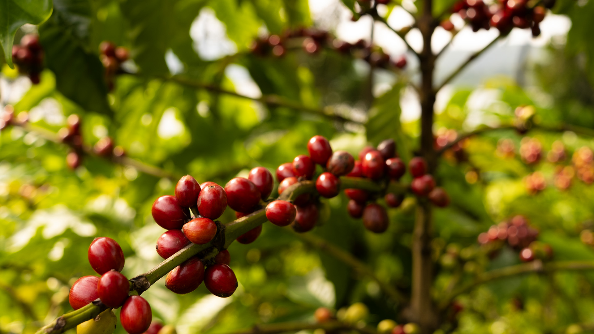 Ripe red coffee cherries clustered along a branch on a farm in Vietnam's Central Highlands, green foliage going soft behind in the afternoon light.